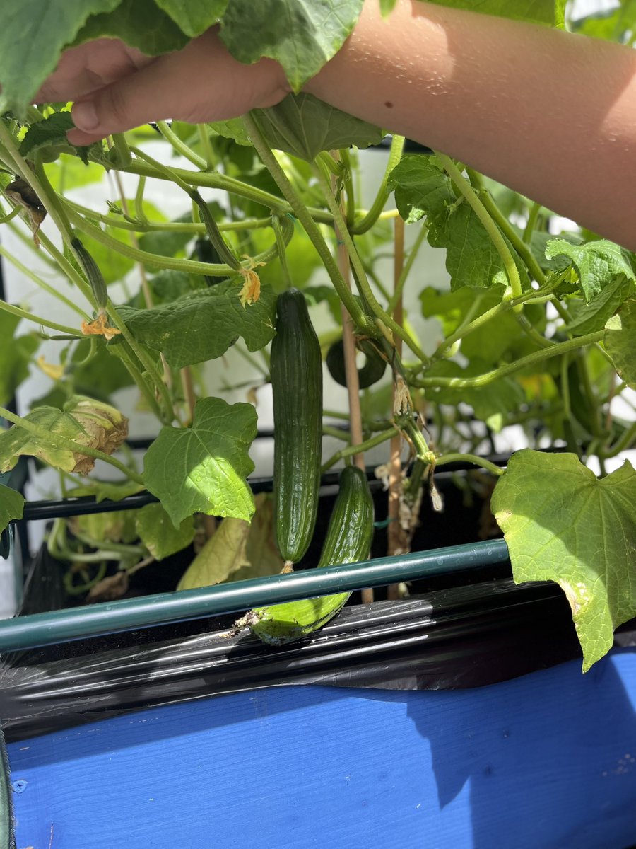 Nurture_StJames's tweet photo. Look what our Hive group has managed to grow!  🥒 😁@church_prim https://t.co/p9yQqemVox