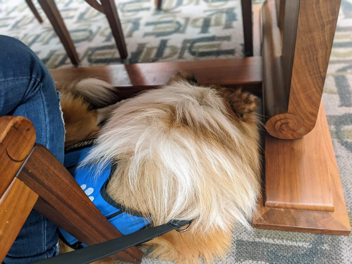 PAWServiceDogs's tweet photo. Vakaa went to the library. Got bored. Fell asleep. So quiet some librarians fell in love and asked where they could find a man like him. #ARareFind #ServiceDog #DogsOfTwitter https://t.co/gh6r7gJGr1