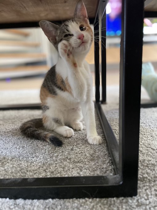 2 pic. This is our new cat :)
Say hi! https://t.co/lEGTvlwtf2