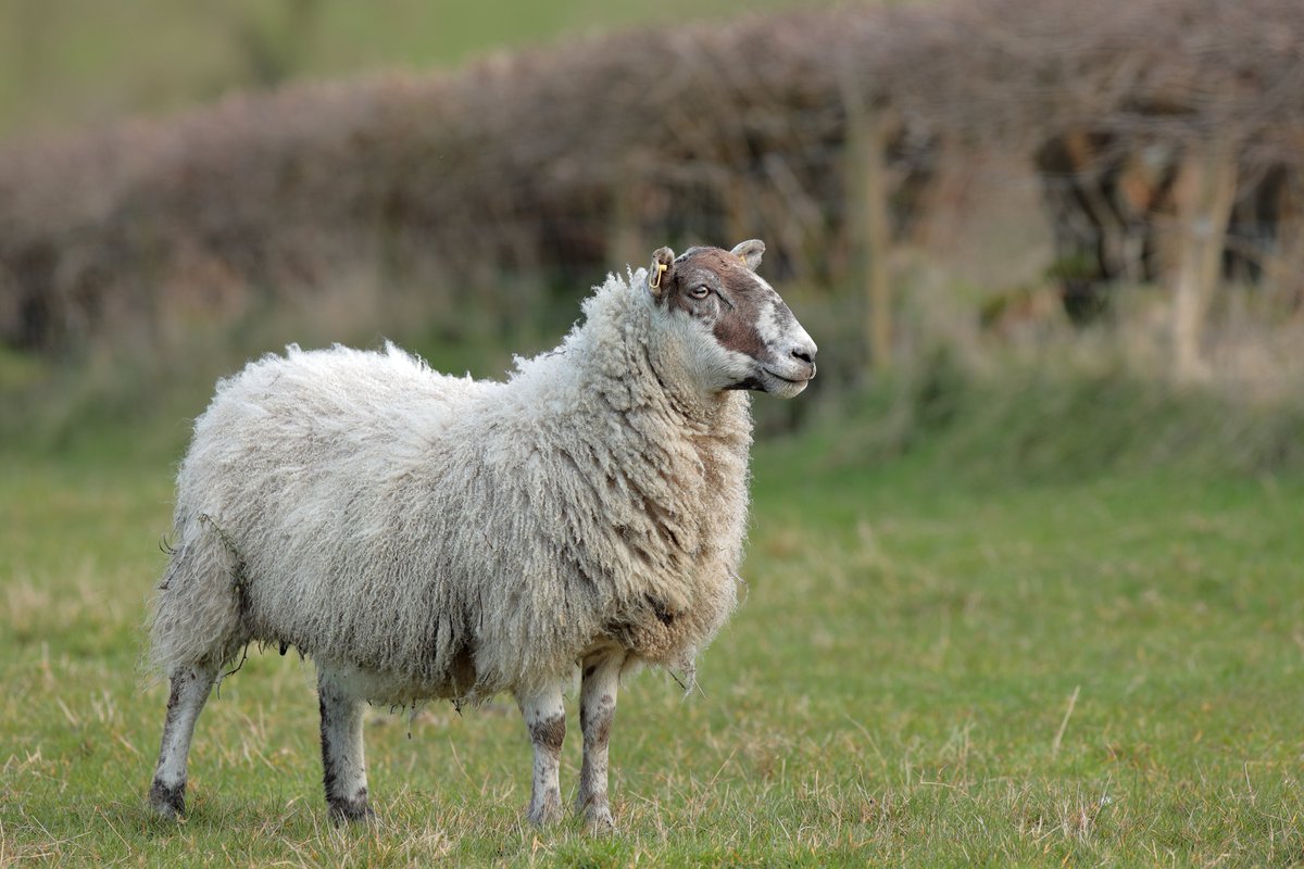 UFU join forces with 'The Right Side of Outside' to rise awareness of livestock worrying 👇🐶 | @OutdoorRecNI | 
ufuni.org/newsletter/ufu…