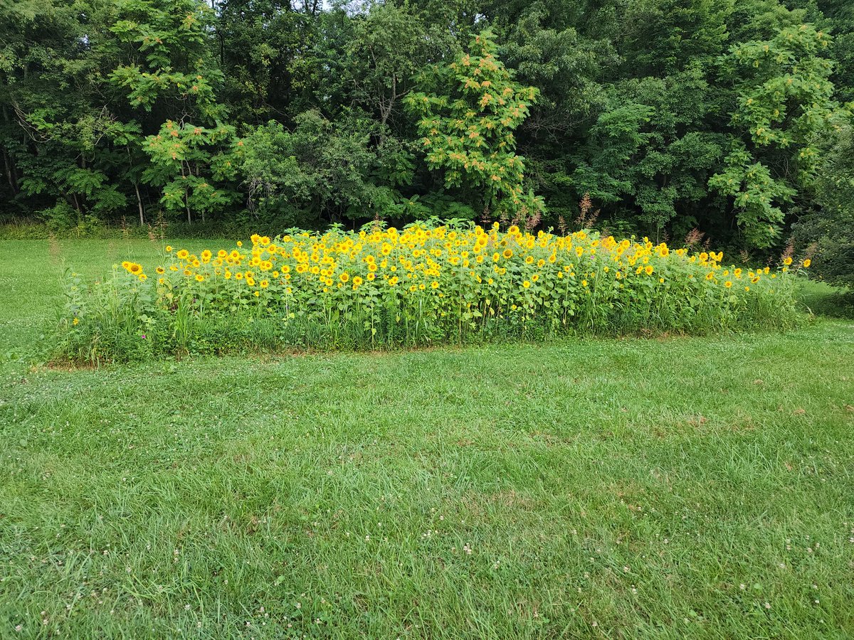 Graves Mountain tweet media
