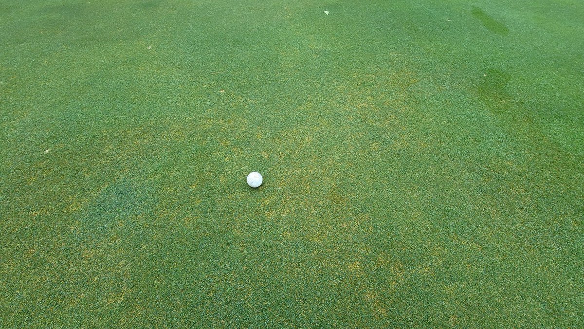 PGRBill's tweet image. When your PGR program and the heat have your Poa annua on the ropes, use some additional N to drive bentgrass over the top. Bury it in sand too. Here is @StewardsofTurf Cutless MEC + @NufarmUSTurf Anuew at 275 GDD when tracked in @GreenKeeperApp (65% suppression today).
