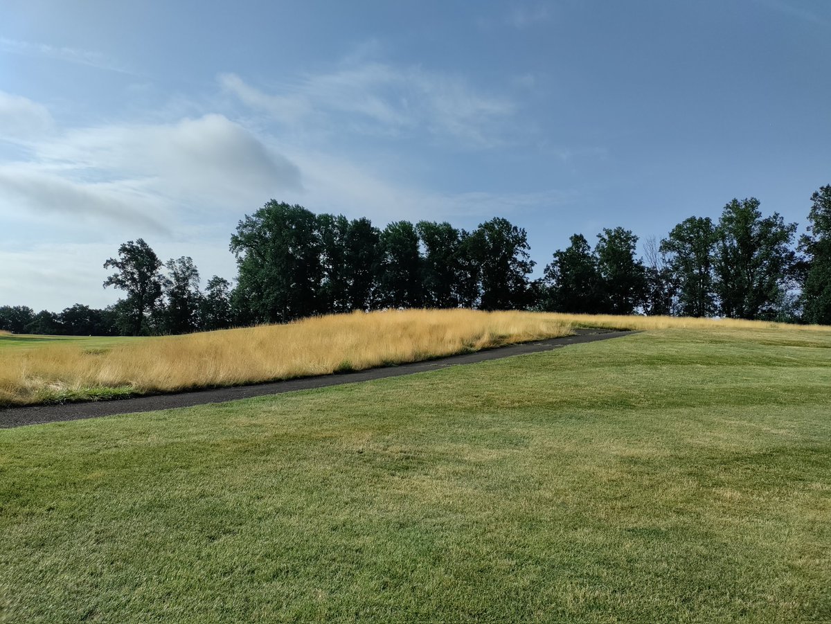 This was seeded with a Lesco Links Mix fine fescue a few years ago. Took a while to get established but weeds do not penetrate this stand