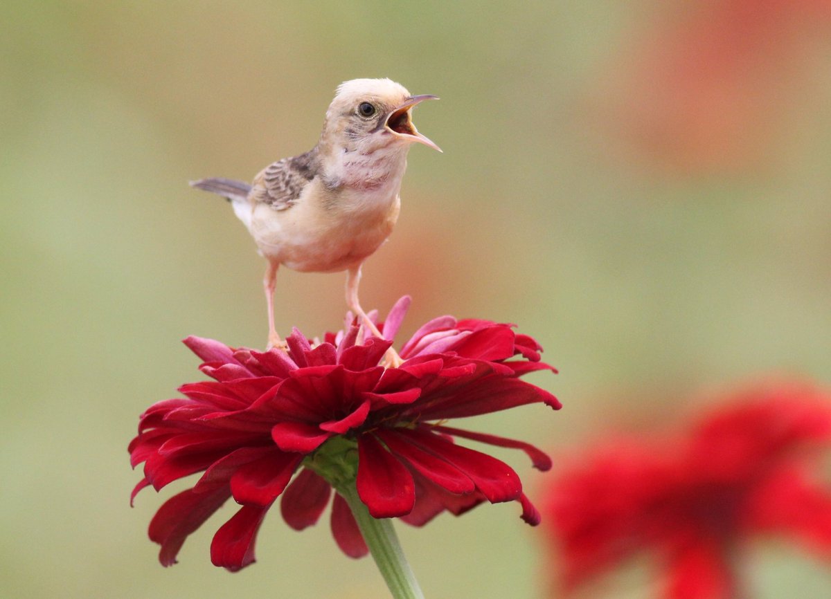 Baby Golden-headed Cisticola