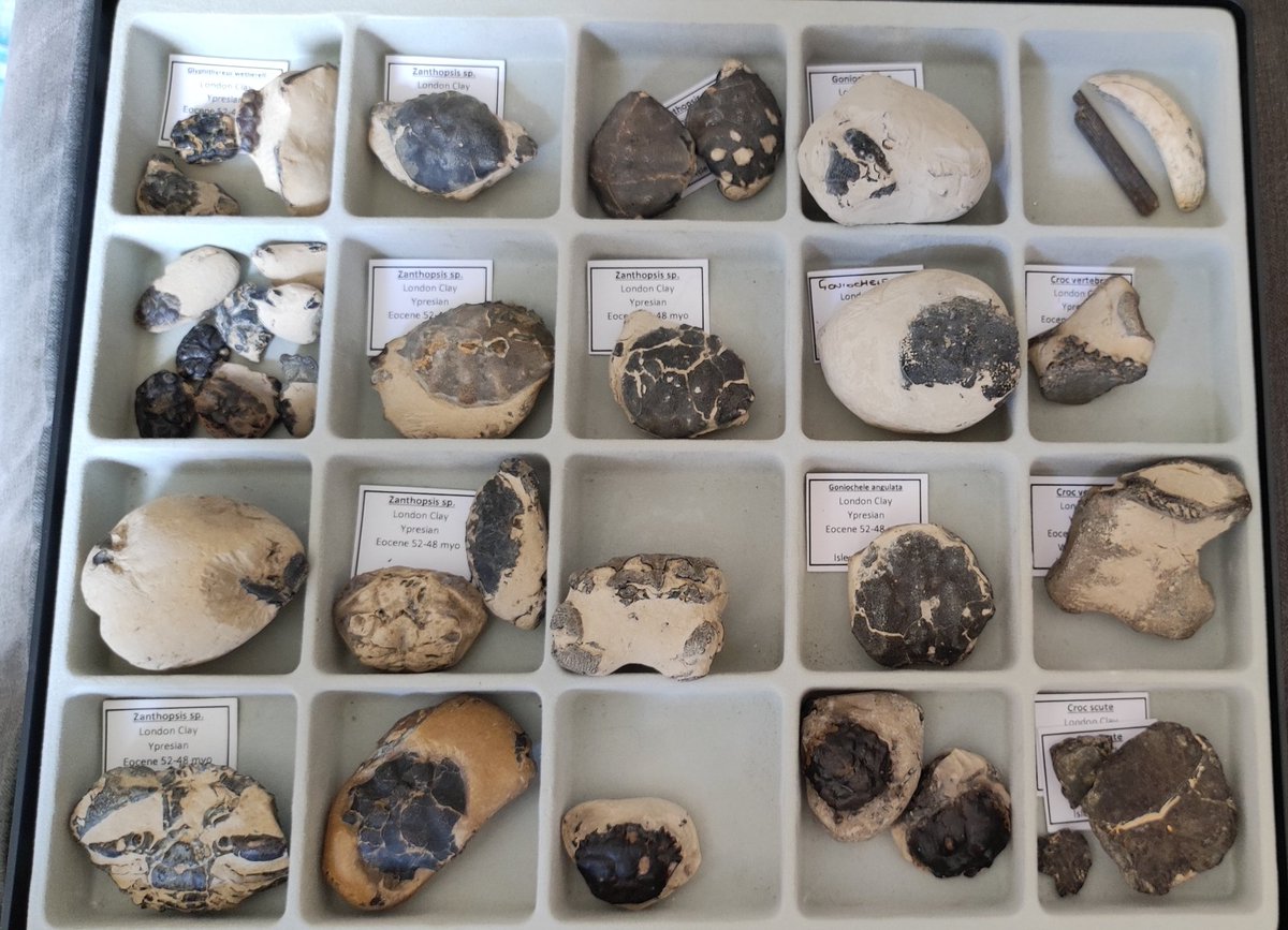 ForumFossil's tweet image. For #Fossilfriday this week I thought I would share some of my #Londonclay crab collection. Most of them come from the #IsleofSheppey and are #Eocene (#YPresian) in age.