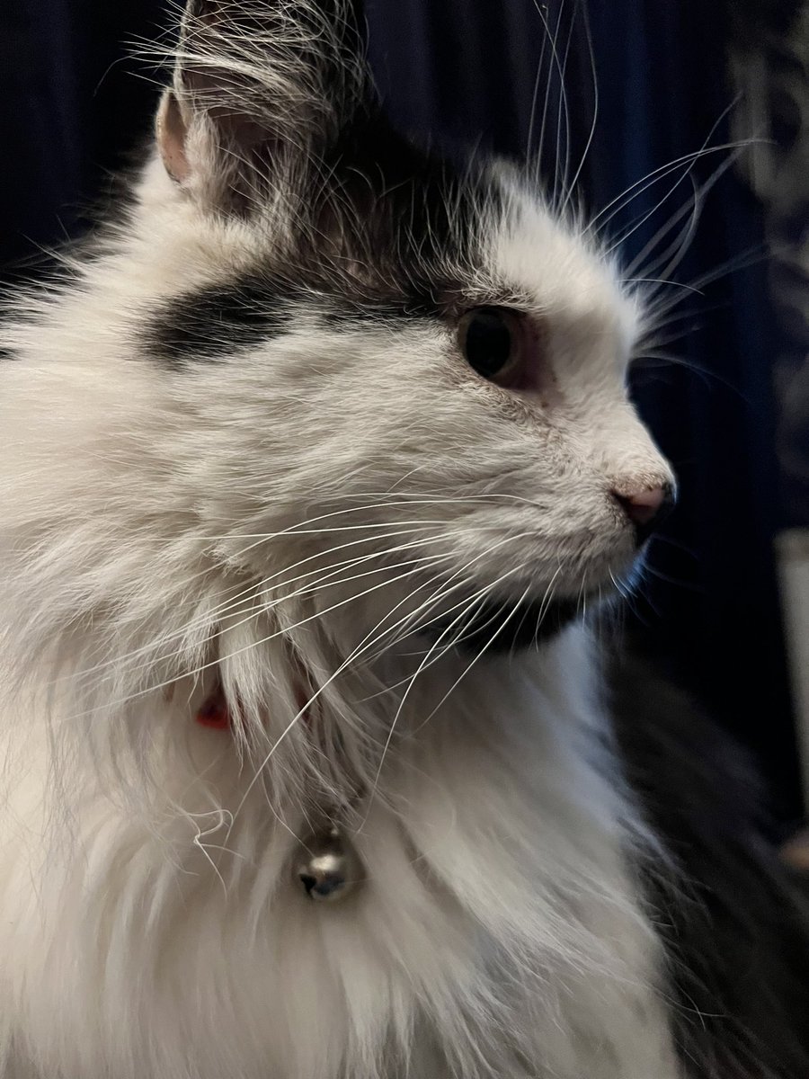 JoannaWestUK's tweet photo. #ArchieTheCat wondering whether @Number10cat needs a deputy… I’m wondering if #FollowbackFriday works https://t.co/NGWQpw4GBe