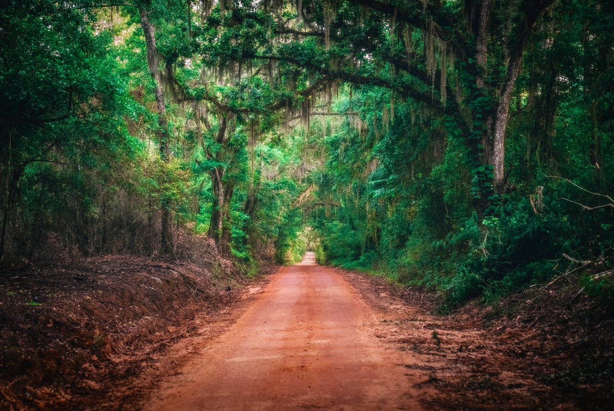 erichm's tweet photo. Red dirt canopy road near Tallahassee, Florida. https://t.co/13GARRx5M5