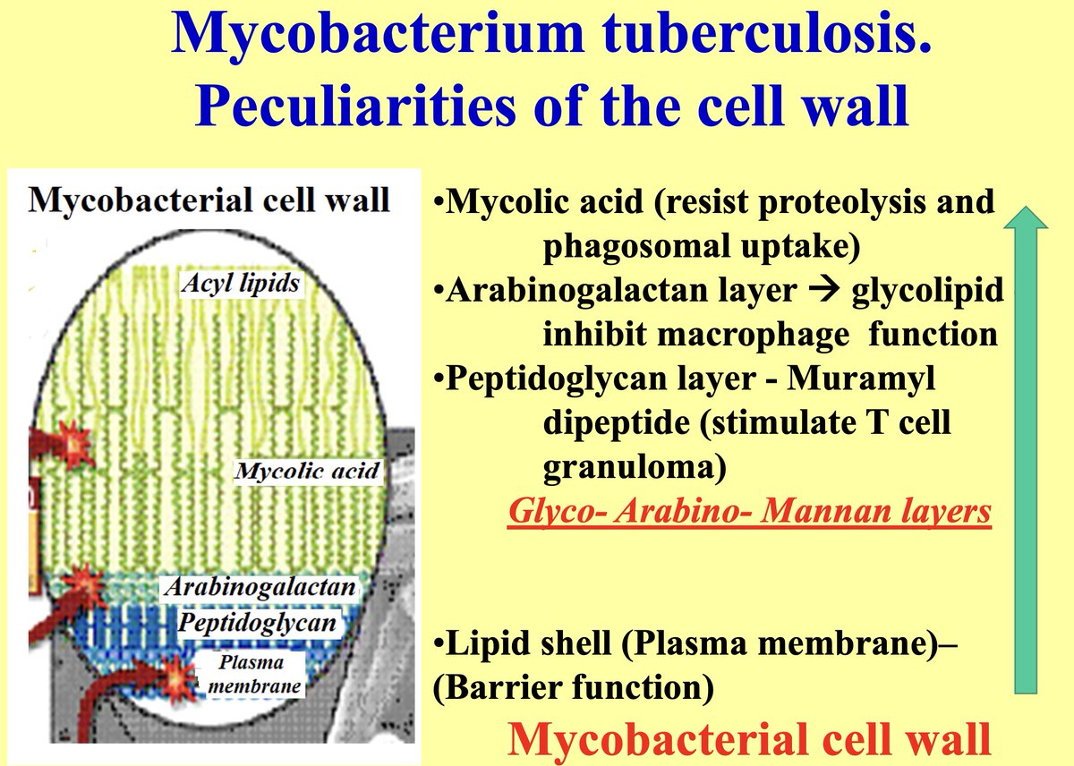 priti899's tweet photo. 📢What is so peculiar about Mycobacterium tuberculosis cell wall?

🔷Mycolic acid 
🔶Arabinogalactan layer 
🔶A glycolipid Peptidoglycan layer 
🔷Lipid shell https://t.co/Rtl0Qev0Ro