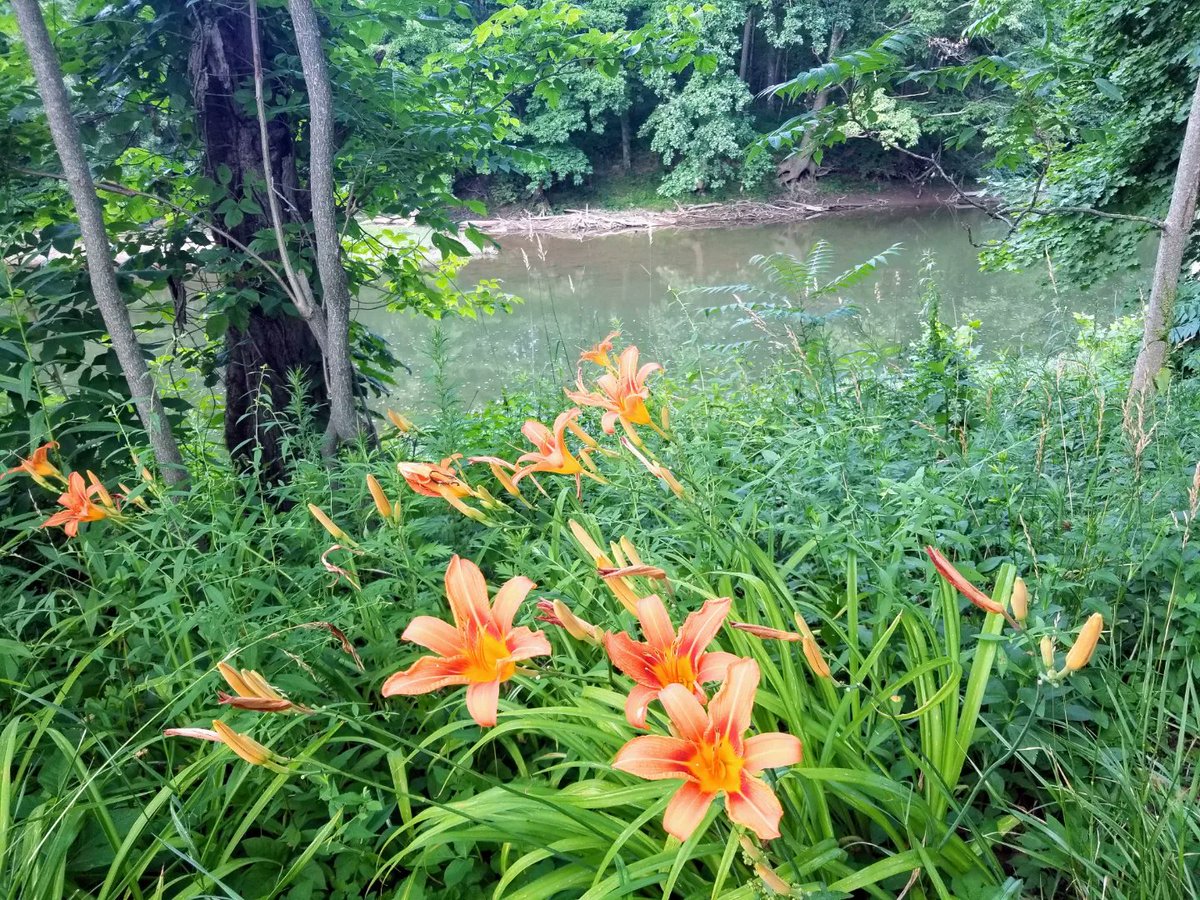 beshortrunultra's tweet photo. #seeonmyrun 

🧡🌼🧡🌼🧡🌼 https://t.co/5jfHelVi8v