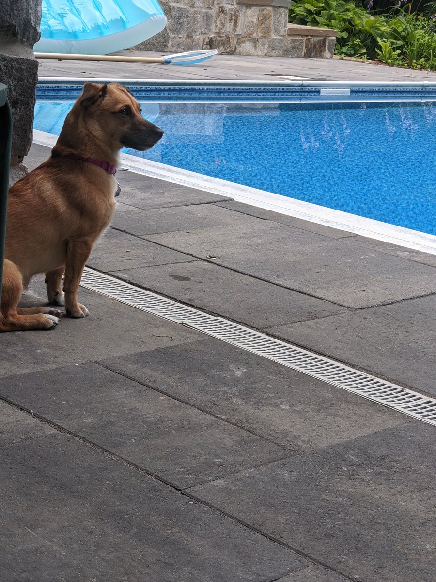 Dirk Schwenk (Esq) 🎵 tweet media