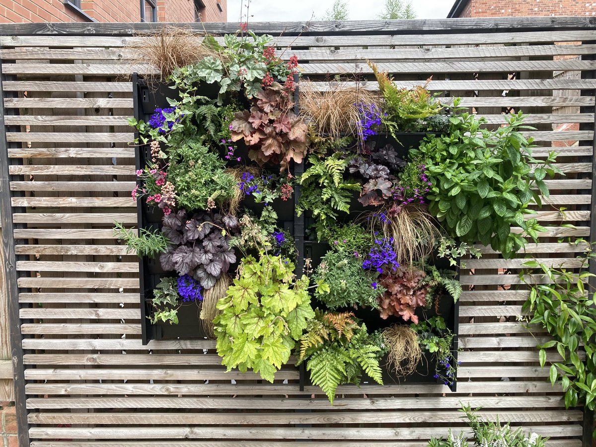 Karen Daglish (@karendaglish2) on Twitter photo First planted then 8 weeks later⦠Iām pretty chuffed anyway. We may only have a āyardenā but weāre doing what we can <a href="/GrowingRev/">Growing Revolution</a> First planted then 8 weeks later⦠Iām pretty chuffed anyway. We may only have a āyardenā but weāre doing what we can <a href="/GrowingRev/">Growing Revolution</a>