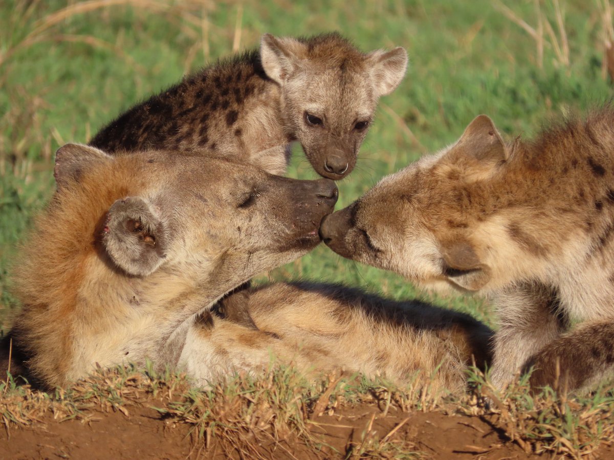 Hyena Project 🐾 tweet media