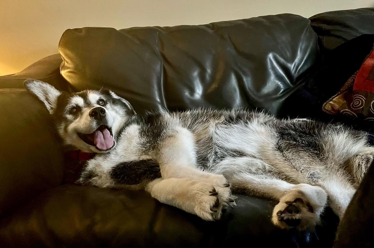 SCEMD's tweet image. It appears South Carolina is done “preheating” and summer is here.

Much of the Palmetto State will be hot and humid into the weekend.

Katie, our “spokespup,” would like to remind you to drink plenty of water, take breaks inside, and wear sunscreen.