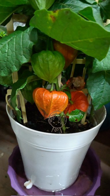 画像まとめ 鬼灯の冷徹 13ページ目 アニメレーダー 画像まとめ 鬼灯の冷徹 13ページ目 アニメレーダー