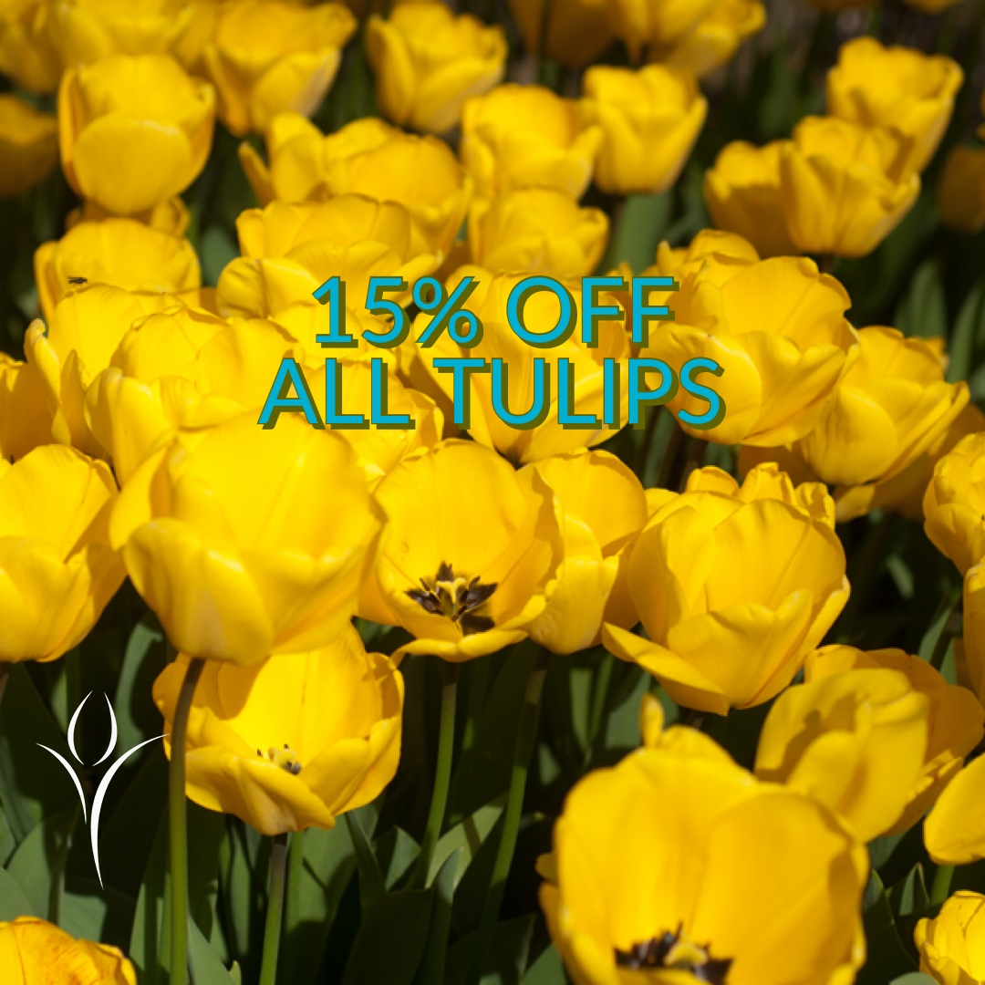 15% OFF ALL TULIPS until 22nd July at Gee Tee Bulb Company
gee-tee.co.uk

We're getting ready for the tulip bulbs to start arriving from the Netherlands in August. Make sure your garden gets some colour this coming spring!