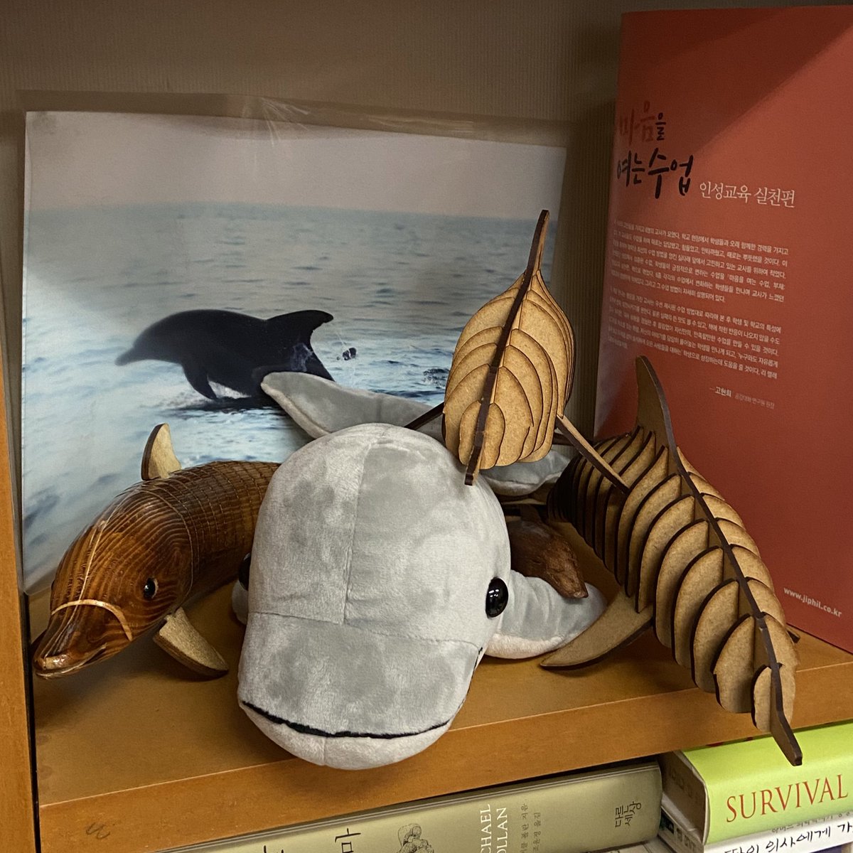 choe_amazon's tweet image. 드라마 우영우에서 언급된 남방큰돌고래 삼팔이, 춘삼이, 복순이는 최재천 교수님께서 자연 방류를 위해 도운 친구들 입니다🐬🐬어제 드라마 보시고 엄청 반가우셨다며...🥺🥺🥺(사진은 교수님 연구실에 있는 돌고래 친구들..)