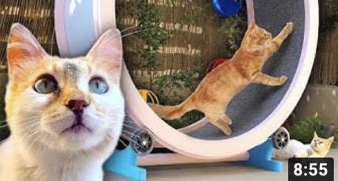 TheMoldovanin's tweet photo. Сняли новый ролик, оцените 😛
https://t.co/m8ipud5UWd 
#Caturday #cat https://t.co/tYzrQFvmfe