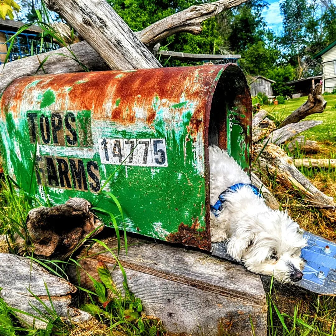 TopsyFarms's tweet photo. You've got mail 🤣
Little Timone enjoys a bit of cave time in the old Topsy mailbox
This mailbox was retired due to extreme old age.
We are not people to just discard a thing because it is a bit worn and rusty.
The mailbox takes pride of place in the play structure area...1/8 https://t.co/ceycxvy70e
