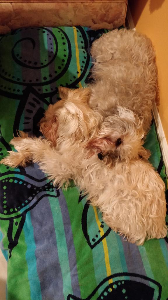 2DogsCandies's tweet photo. We will miss Boris Johnson's unkempt hair just like how we miss ours~
#FridayWit
#SchnauzerGang
#SchnauzerBros https://t.co/xgMwCkKBcK