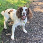Photo by LONDON Search & Rescue Dog Unit (@LONSARDOGS)