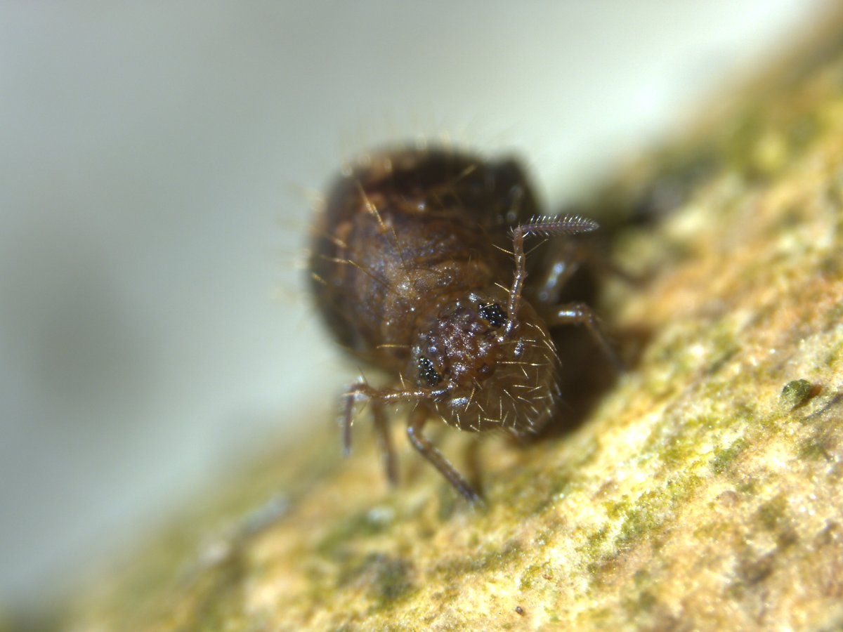 1/2 A new #preprint #OpenScience #PeerReview by <a href="/PCIEvolBiol/">PCI Evolutionary Biology</a>: Jaron KS et al.  Genomic evidence of paternal genome elimination in the globular #springtail Allacma fusca. <a href="/biorxivpreprint/">bioRxiv</a> doi.org/10.1101/2021.1… <a href="/EdinburghUni/">The University of Edinburgh</a> <a href="/SBSatEd/">Biological Sciences | University of Edinburgh</a> <a href="/VUamsterdam/">Vrije Universiteit Amsterdam (inactief)</a> <a href="/CzechAcademy/">Czech Academy of Sciences</a>