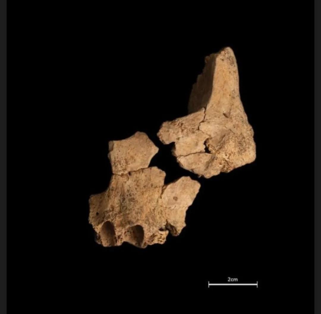 PaleoNets's tweet photo. Now we can see the face of those who firstly occupied the Sierra de Atapuerca. https://t.co/gCcGLS5iP1