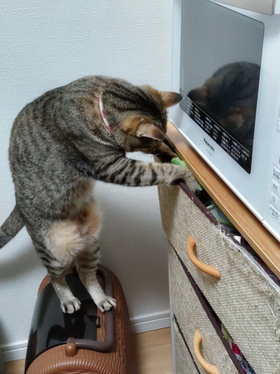 タグ キジトラ猫 の注目ツイート メガとんトラック