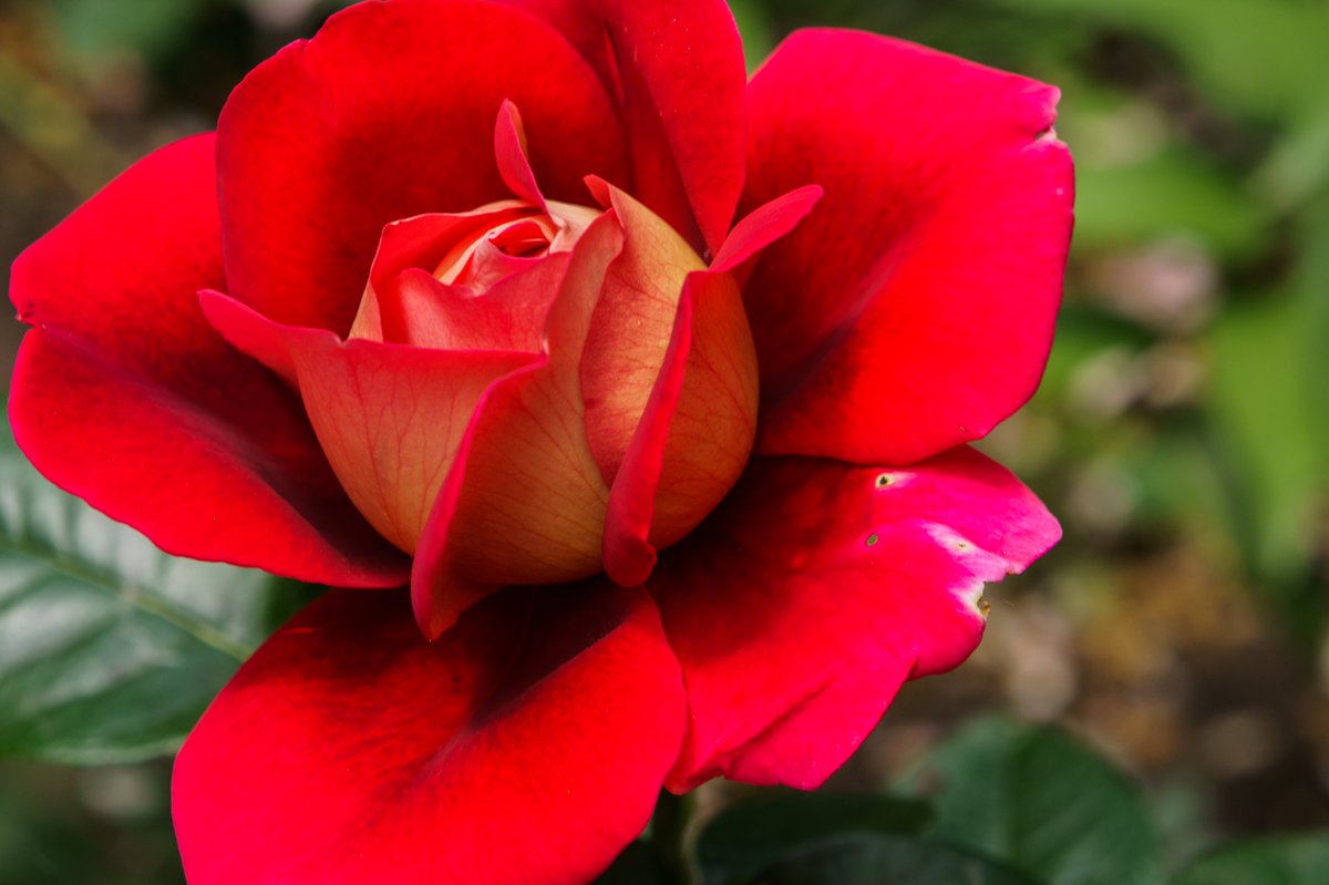 Edvvard1's tweet image. Сегодня в России отмечается важный и приятный праздник-День семьи, любви и верности. Этот день важен для каждого человека. Он заставляет людей, связанных узами брака, задуматься над тем, как важно сохранять уважение, верность и любовь к вашему избраннику на протяжении всей жизни.