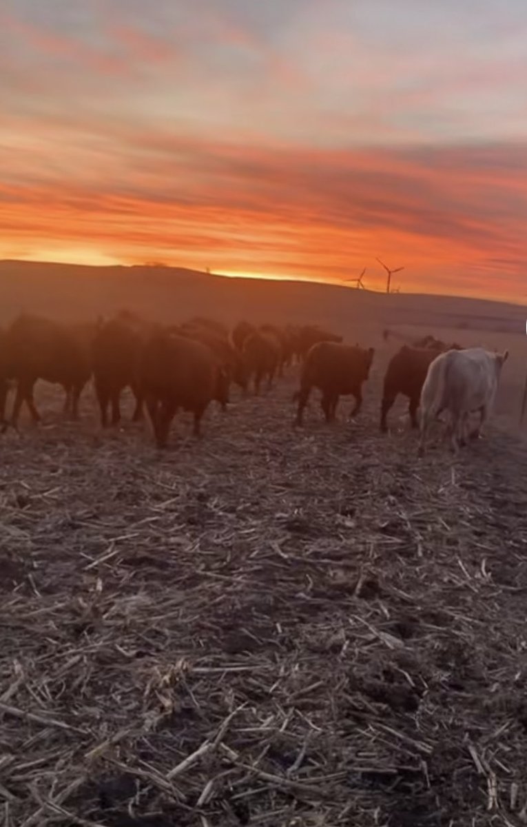 Happy cows!#iowawins