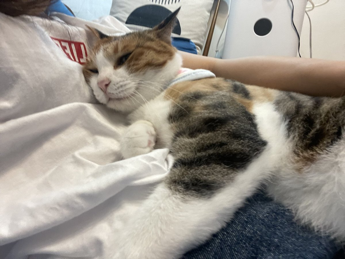 bbodong23's tweet photo. 안녕하세요 착붙 카레임미다 더워도 엄마랑 이모한테 붙어있을고에오 이모들 더위조심 비조심하세오 💜💜💜💜💜 https://t.co/0EstgbWCKW