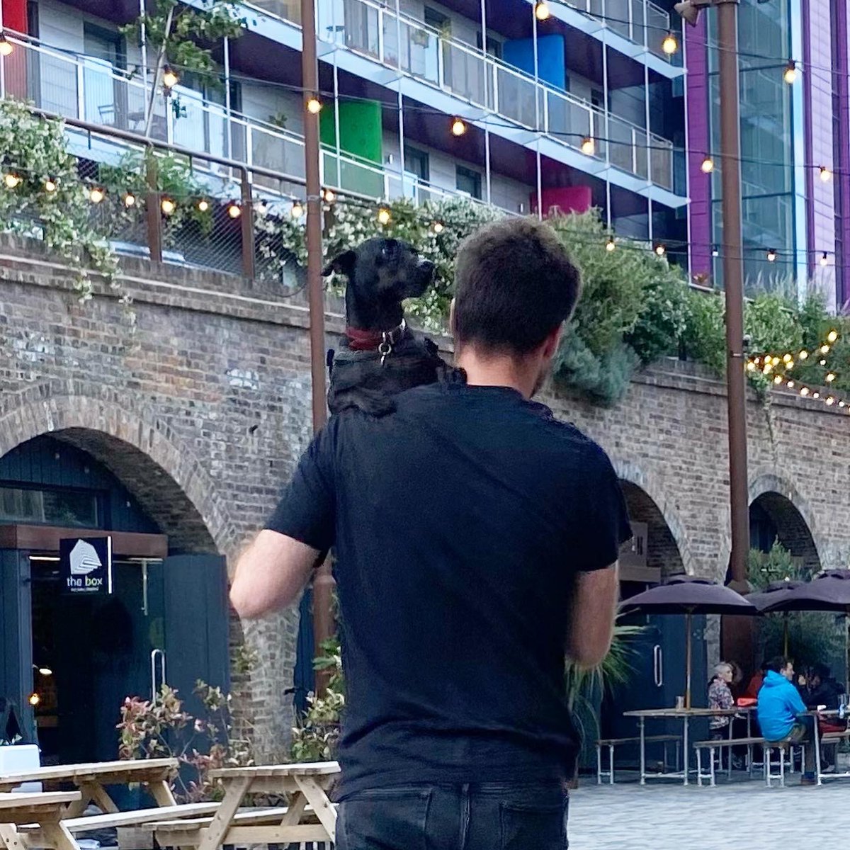 DOG WAT I SAW tweet media