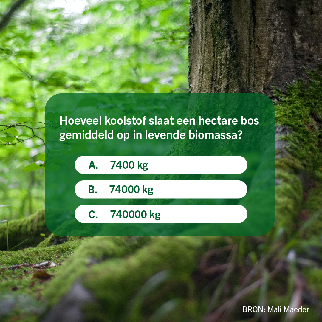 PEFC_NL's tweet photo. Planten en bomen nemen CO2 op uit de lucht en zetten dit met behulp van zonlicht (fotosynthese) om naar zuurstof en plantenbiomassa, zoals de stam, takken, wortels en bladeren. ๐ชต๐ฟ Maar, wat denk jij:
#Biomassa #CO2
Kijk voor meer #GroeneGeheimen op https://t.co/6rBnM7lbnP https://t.co/lfOE2eaQU3
