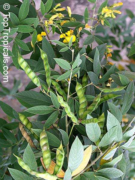 toptropicals's tweet photo. #Cajanus cajan - Pigeon Pea Bicolor Fuerte is the largest, strongest, most long lived, and most productive variety we have tried.Highly recommended!
Pigeon Peas is a popular food in developing tropical countries.
https://t.co/cWmdNMm1Bi
#edibleplants
#HealthyFood
#FridayFeeling https://t.co/HSbqdJp7IN