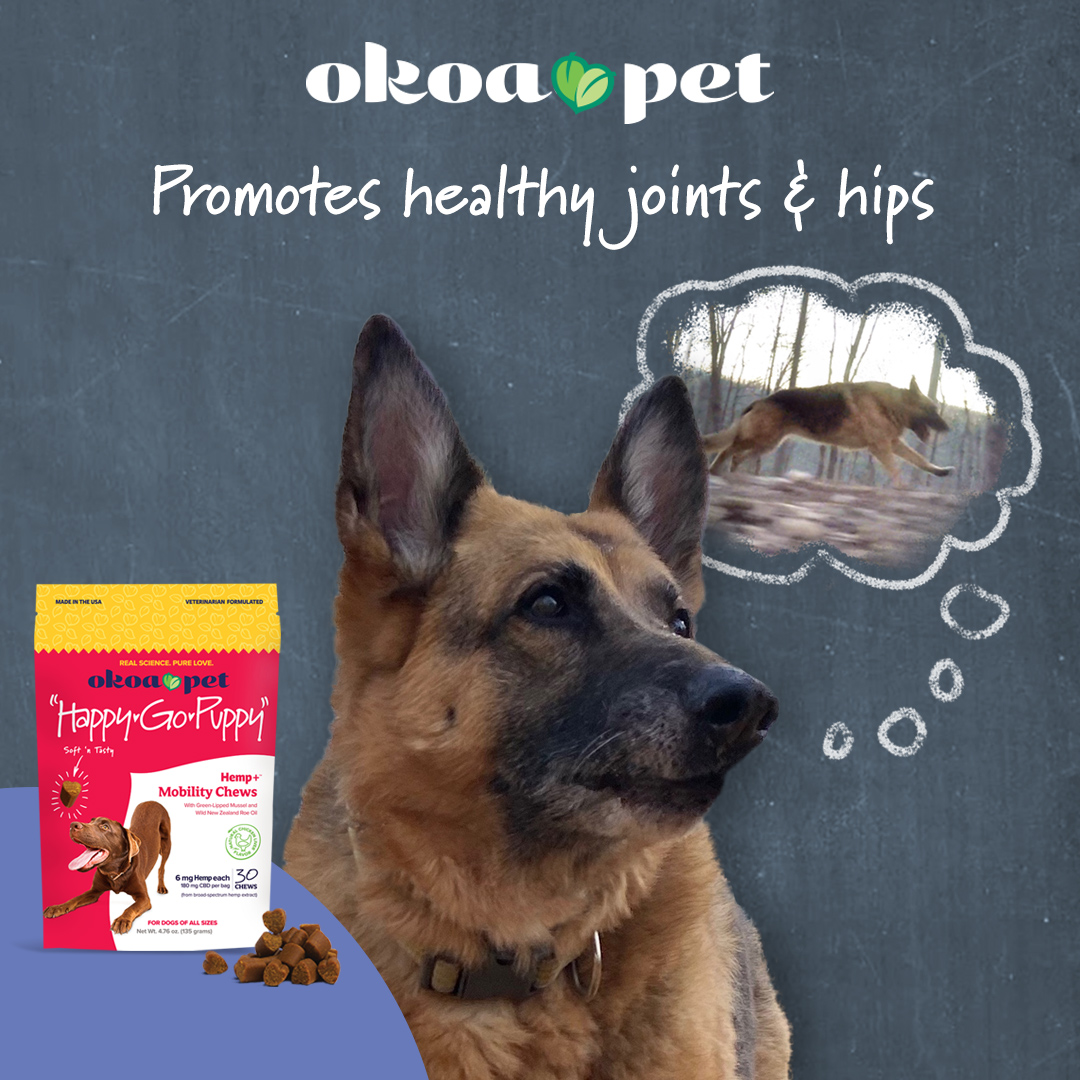 OkoaPet's tweet photo. Do you have a senior pup? Try our all-natural &amp; vet-formulated "Happy-Go-Puppy" CBD mobility chews that promote healthy joints &amp; hips for older dogs. 

-- 

#OkoaPet #realsciencepurelove #cbd #cbdforddogs #dogcbd https://t.co/tNbx39Snid