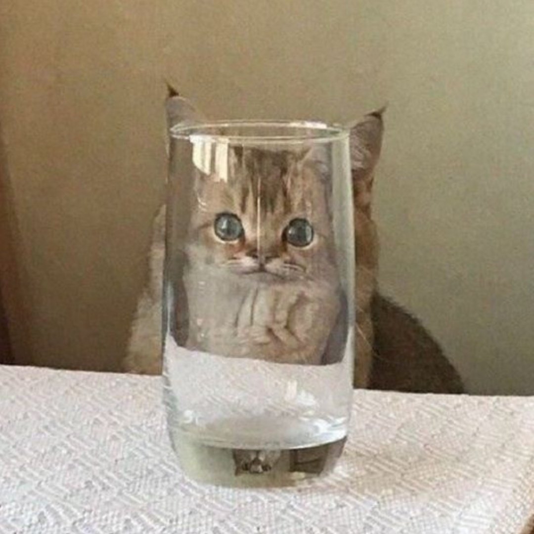 Штош кот