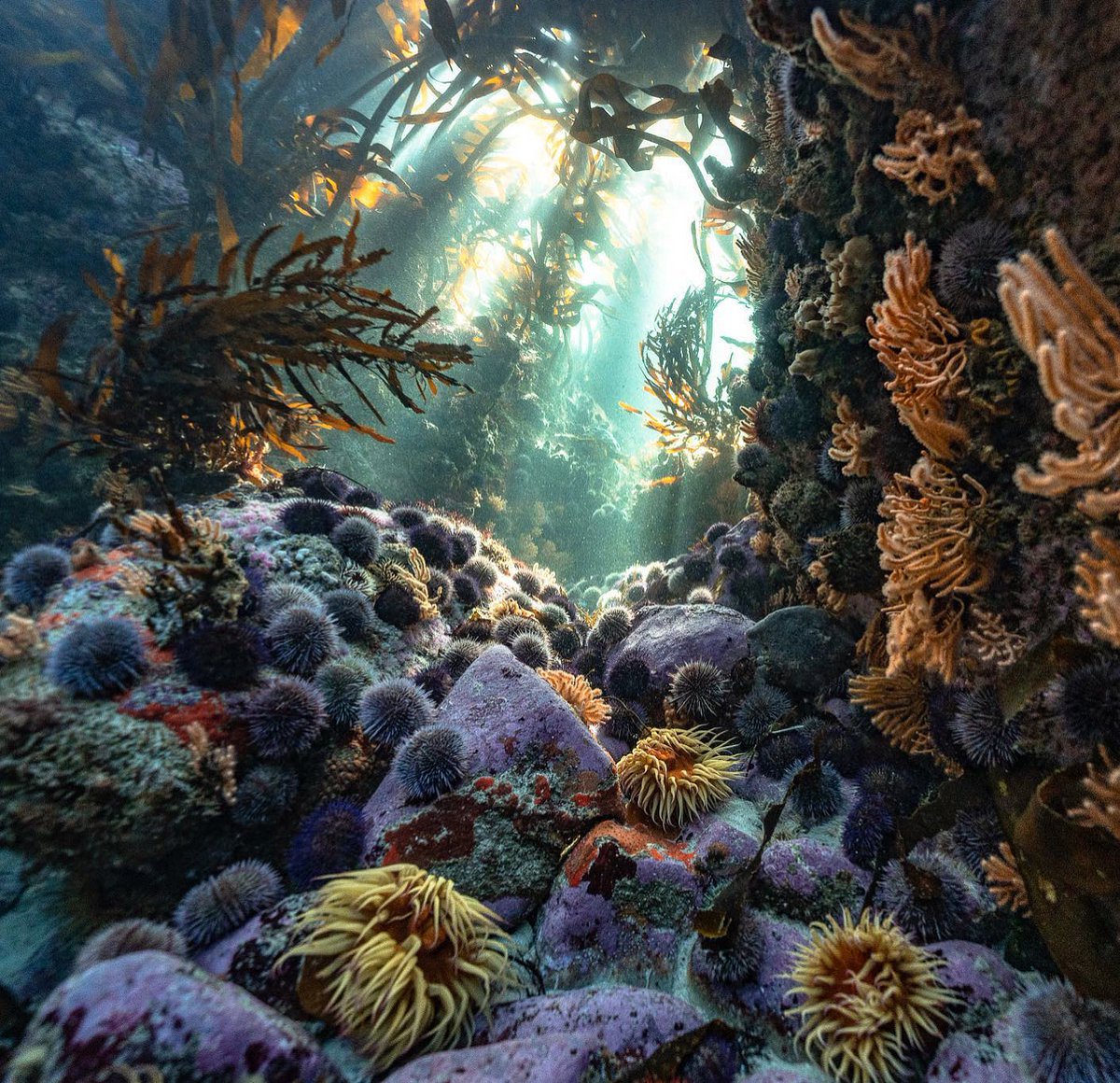 PADI's tweet photo. "Ridiculous, extravagant kelp forest. Don’t tell the coral reefs, but you’re my favourite." - @helen_walne in South Africa https://t.co/Bc9YbQmbka