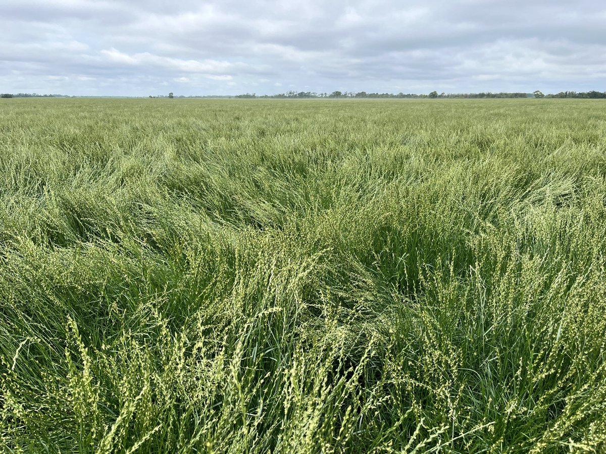 BY_ScottDavie's tweet photo. Another week in the books.  Our grass seed crops are really kicking into gear now!

Interested in trying a new high value crop in your rotation?  DM me and I’d be happy to take you on a tour of some of the beautiful grass crops we have growing in the Parkland!

@BrettYoungSeeds https://t.co/JJH26y1CDt