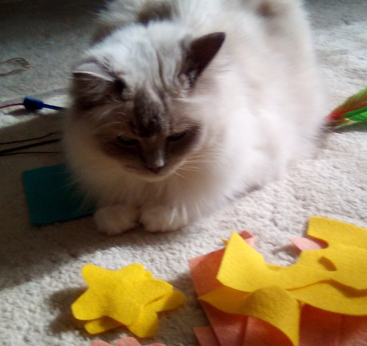 Jingley5's tweet photo. Helping mum with her crafts. #helpfulkitty #CatsofTwitter https://t.co/jbykEijTQX