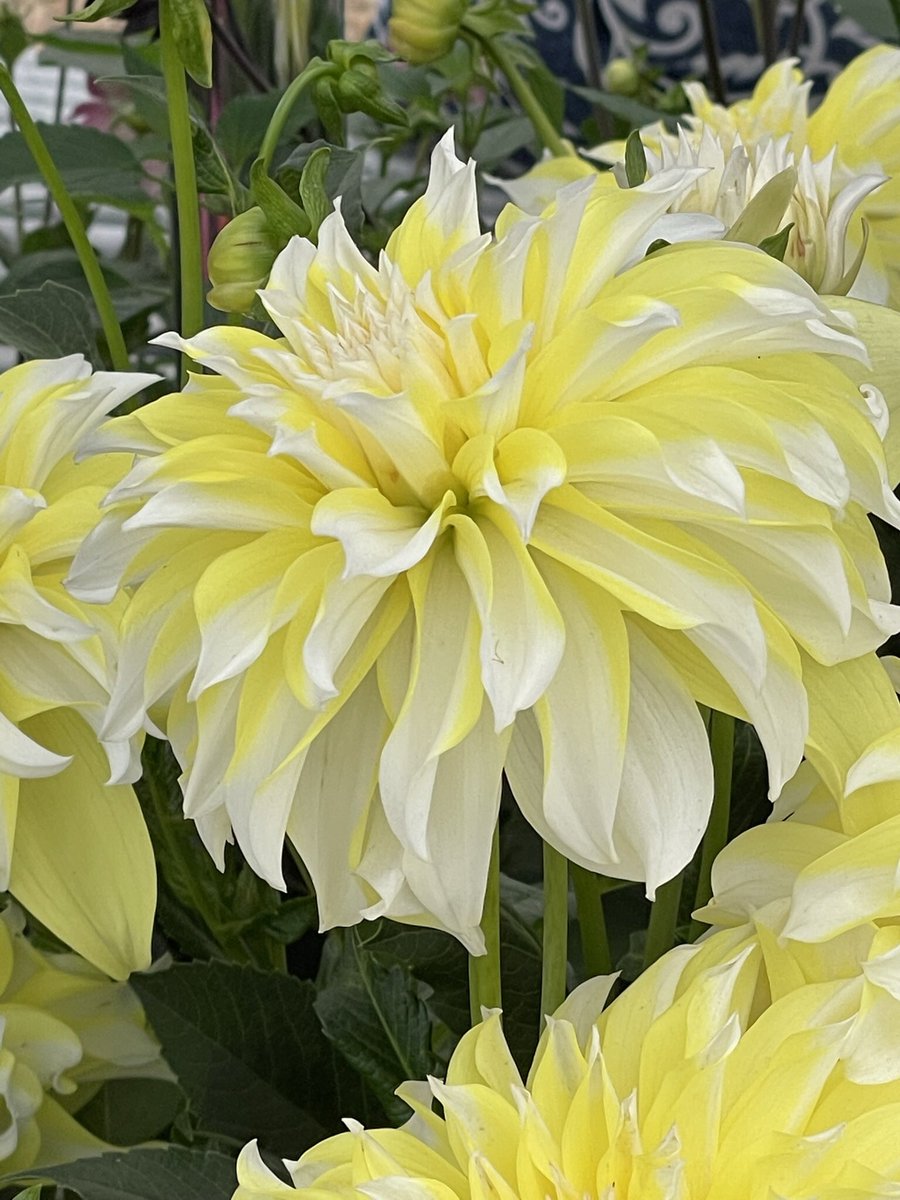 ToddsBotanics's tweet photo. Some of the planted dahlia on the stand @The_RHS #HamptonCourtFlowerShow ~ come and take a look if you are visiting the show. https://t.co/svHAJkFyeb