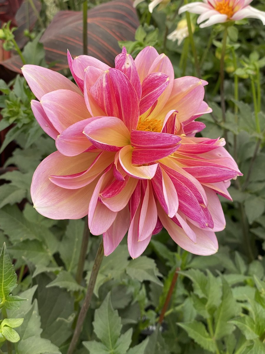 ToddsBotanics's tweet photo. Some of the planted dahlia on the stand @The_RHS #HamptonCourtFlowerShow ~ come and take a look if you are visiting the show. https://t.co/svHAJkFyeb