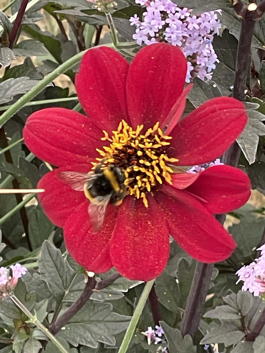 ToddsBotanics's tweet photo. Some of the planted dahlia on the stand @The_RHS #HamptonCourtFlowerShow ~ come and take a look if you are visiting the show. https://t.co/svHAJkFyeb