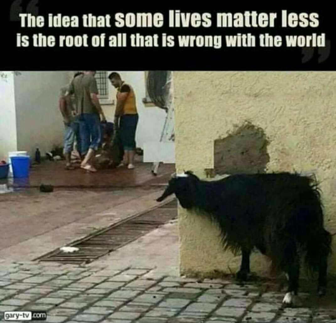 GoVeganwithBBAL's tweet photo. Recent laws put in place stop the slaughter of large animals during Eid. So no killing cows,buffaloes,or camels but killing goats&amp;smaller animals is allowed. 

But pain is pain no matter how small you are. #BanAnimalSacrifice - they don't need to pay for our rituals or politics. https://t.co/YIKLo5NzqQ