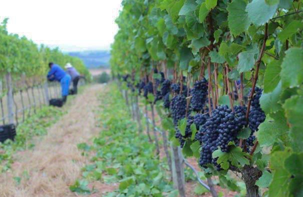 Pinot perfection. 
#pinot #pinotnoir #organicwines #elginmagic #elgin #elginridgewines #biodynamic