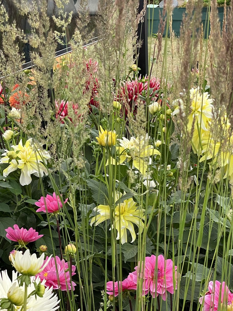 ToddsBotanics's tweet photo. Some of the planting on our stand @The_RHS #HamptonCourtFlowerShow  Come say hello if you are in the Floral Marquee https://t.co/N3ouwHtT64