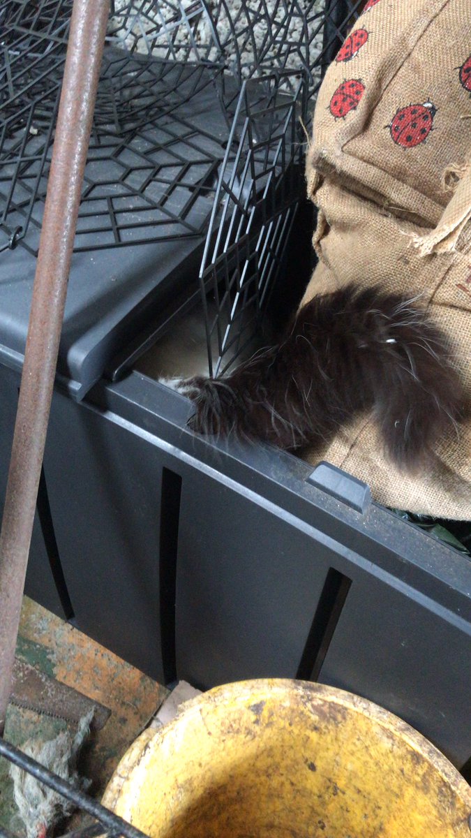 DorothyMacIver's tweet photo. So now Casper’s in the toolbox- an appropriate place for him given I’ve just had to rescue him from the spidery rafters of the barn. #CatsOfTwitter #CatsOnTwitter #tool #absolutetool https://t.co/4luGEHK12w