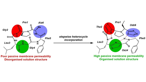 angew_chem's tweet photo. Property-Driven Development of Passively Permeable Macrocyclic Scaffolds Using Heterocycles (Yudin) @andrei_yudin @GeorgeJSaunders https://t.co/gg5PVTEWgK https://t.co/LXn2DxWb2s
