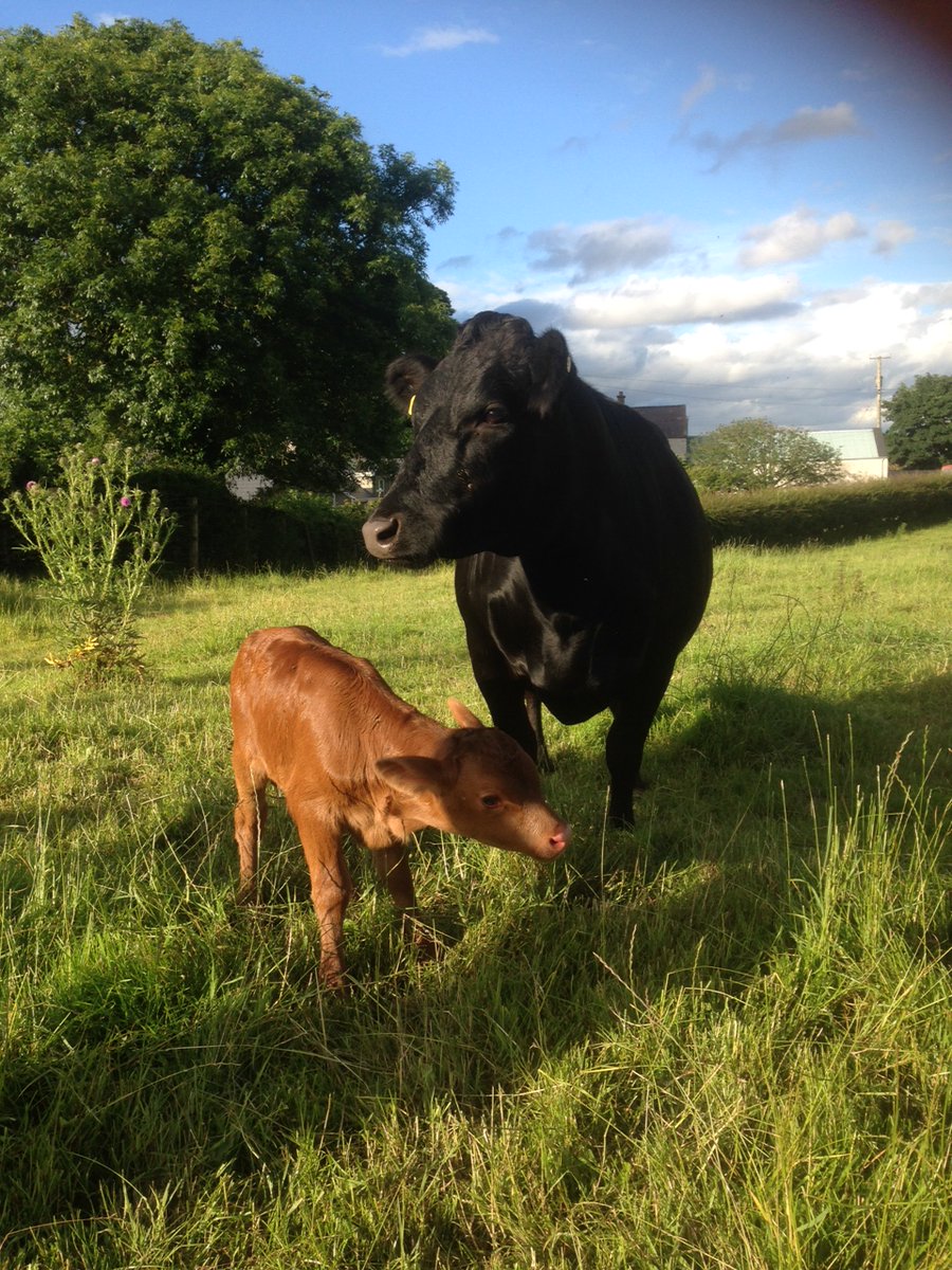 Visit Mourne (@visitmourne) on Twitter photo Meet the native Irish Dexter Cows, on the laughter-filled <a href="/CastlescreenFrm/">Castlescreen Farm</a>.
Learn to become a champion prize-winning cow handler in your own right with their Showring Superstar experience
Book now 👉bit.ly/ShowringSupers…
#VisitMourne #CowAppreciationDay Meet the native Irish Dexter Cows, on the laughter-filled <a href="/CastlescreenFrm/">Castlescreen Farm</a>.
Learn to become a champion prize-winning cow handler in your own right with their Showring Superstar experience
Book now 👉bit.ly/ShowringSupers…
#VisitMourne #CowAppreciationDay