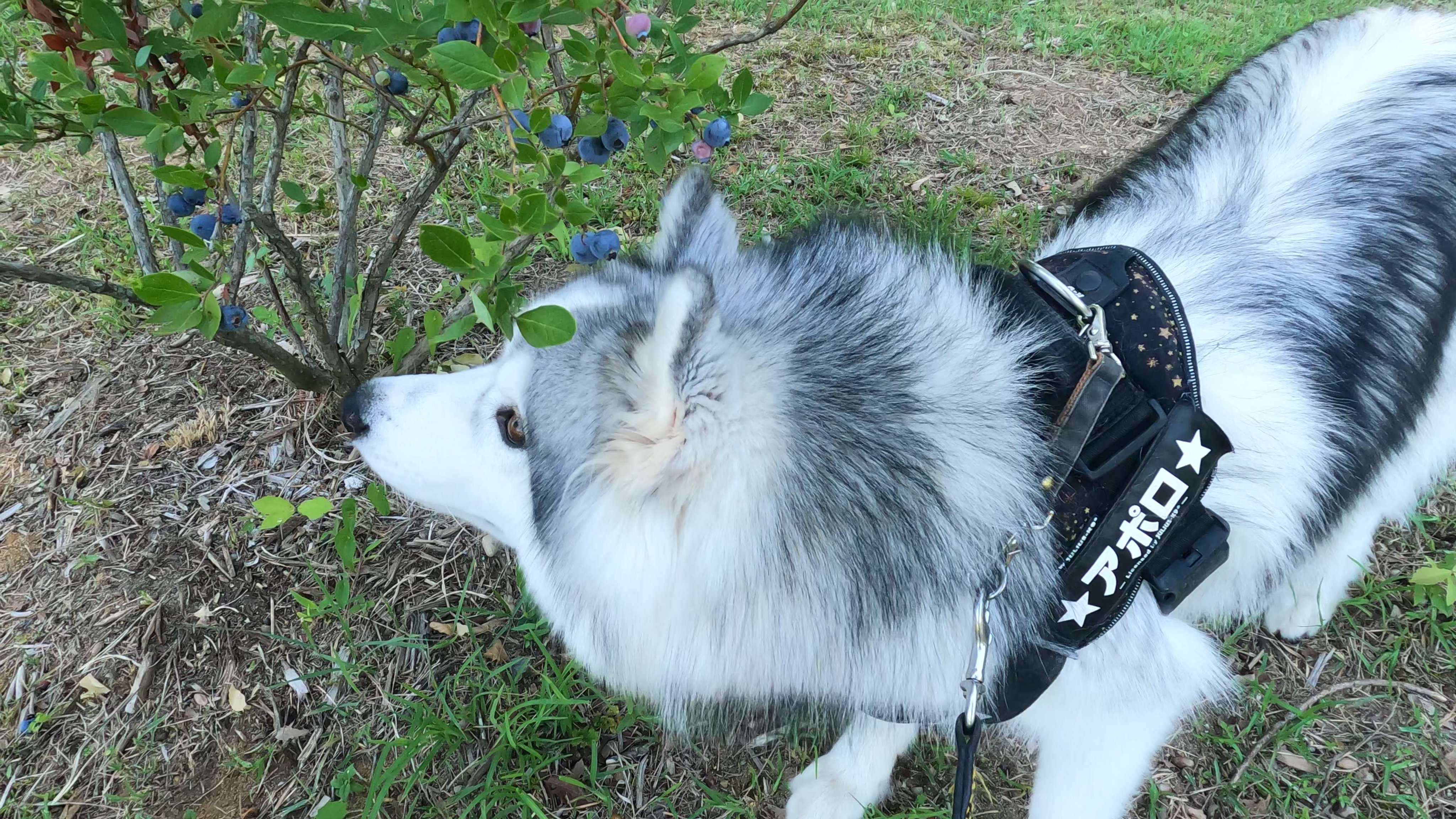 アポロ ハスキー Apollo Husky 12 Twitter