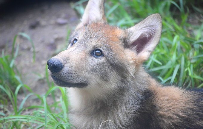 あぽろ 狼狂 さん がハッシュタグ シンリンオオカミ をつけたツイート一覧 1 Whotwi グラフィカルtwitter分析