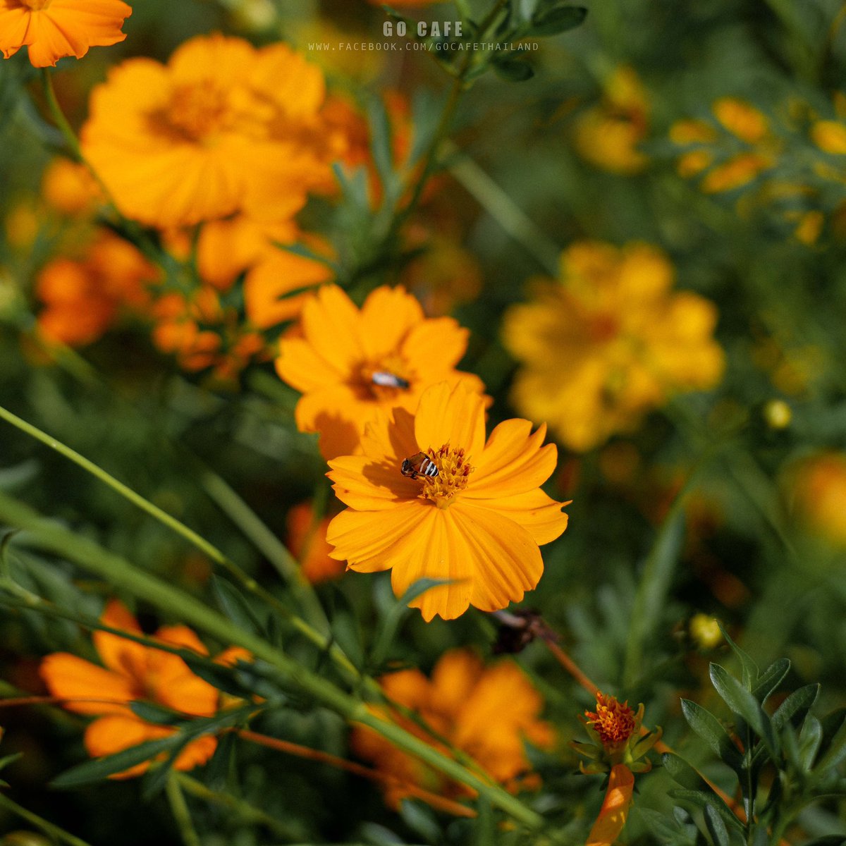 𝑷𝒓𝒂𝒏𝒃𝒆𝒓𝒓𝒚 𝑭𝑰𝑬𝑳𝑫 🌳☕️
คาเฟ่โซคิ้ววท์ สุดฮอต น่ารักๆใน #ปราณบุรี  
โดดเด่นด้วยบาร์หน้าร้านน้อนตู้รถไฟสีเขียว ที่ถือว่าเป็นมุม Signature ของคาเฟ่เลย พื้นที่บริเวณรอบร้าน บรรยากาศร่มรื่น <a href="/Kin24hrs/">กิน24ชั่วโมง</a> <a href="/aroii/">@aroii บอกต่อ</a>